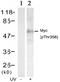 P01106-2 antibody, AP02336PU-S, Origene, Western Blot image 