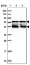 Interferon Regulatory Factor 2 Binding Protein 1 antibody, NBP2-14127, Novus Biologicals, Western Blot image 