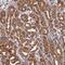 HAUS Augmin Like Complex Subunit 2 antibody, PA5-59013, Invitrogen Antibodies, Immunohistochemistry paraffin image 