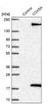 Cytochrome C Oxidase Subunit 5A antibody, NBP1-86386, Novus Biologicals, Western Blot image 