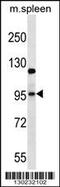 Glutamate Ionotropic Receptor AMPA Type Subunit 4 antibody, 56-748, ProSci, Western Blot image 