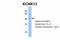 Potassium Two Pore Domain Channel Subfamily K Member 13 antibody, 28-276, ProSci, Western Blot image 