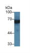 Kininogen 1 antibody, LS-C686364, Lifespan Biosciences, Western Blot image 