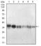 Protein Phosphatase 1 Catalytic Subunit Beta antibody, NBP2-52539, Novus Biologicals, Western Blot image 