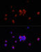 CD47 Molecule antibody, 18-341, ProSci, Immunofluorescence image 