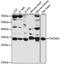 TatD DNase Domain Containing 1 antibody, LS-C747291, Lifespan Biosciences, Western Blot image 