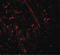 DEAD-Box Helicase 41 antibody, LS-C201088, Lifespan Biosciences, Immunofluorescence image 