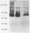 Streptococcus pneumoniae antibody, 22002, QED Bioscience, Enzyme Linked Immunosorbent Assay image 