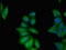 TNF Alpha Induced Protein 1 antibody, LS-C679839, Lifespan Biosciences, Immunofluorescence image 