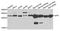 Sepiapterin Reductase antibody, A7928, ABclonal Technology, Western Blot image 