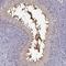 Epididymal Protein 3B antibody, HPA001323, Atlas Antibodies, Immunohistochemistry frozen image 