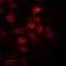 Prohibitin antibody, orb381955, Biorbyt, Immunofluorescence image 