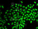 Ubiquitin Specific Peptidase 7 antibody, A2345, ABclonal Technology, Immunofluorescence image 