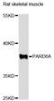 Partitioning defective 6 homolog alpha antibody, STJ114628, St John