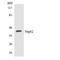 Septin 2 antibody, LS-B14699, Lifespan Biosciences, Western Blot image 