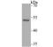 T antibody, A31984, Boster Biological Technology, Western Blot image 