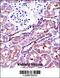 Napsin A Aspartic Peptidase antibody, 57-260, ProSci, Immunohistochemistry frozen image 