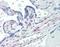 Platelet Derived Growth Factor Receptor Beta antibody, orb89051, Biorbyt, Immunohistochemistry paraffin image 