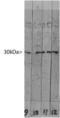 Galectin 3 antibody, LS-B10995, Lifespan Biosciences, Western Blot image 