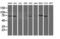 Negative Regulator Of Ubiquitin Like Proteins 1 antibody, MA5-26392, Invitrogen Antibodies, Western Blot image 