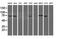 Negative Regulator Of Ubiquitin Like Proteins 1 antibody, MA5-26392, Invitrogen Antibodies, Western Blot image 