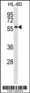 One Cut Homeobox 1 antibody, 56-598, ProSci, Western Blot image 