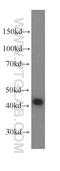 TAR DNA Binding Protein antibody, 60019-2-Ig, Proteintech Group, Western Blot image 