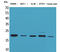 Fibroblast Growth Factor 20 antibody, STJ96543, St John