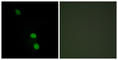 TEA Domain Transcription Factor 2 antibody, abx013624, Abbexa, Western Blot image 