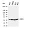 Fibroblast Growth Factor 22 antibody, orb27673, Biorbyt, Western Blot image 