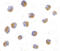 Activating Transcription Factor 6 antibody, LS-B2430, Lifespan Biosciences, Immunocytochemistry image 