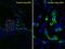 Surfactant Protein C antibody, PA5-71680, Invitrogen Antibodies, Immunofluorescence image 