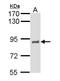 Tcf1 antibody, LS-C186331, Lifespan Biosciences, Western Blot image 