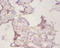 Peroxiredoxin 1 antibody, LS-C211021, Lifespan Biosciences, Immunohistochemistry paraffin image 
