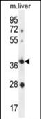 Olfactory Receptor Family 4 Subfamily A Member 15 antibody, PA5-71612, Invitrogen Antibodies, Western Blot image 