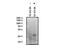F11 Receptor antibody, A02068, Boster Biological Technology, Western Blot image 
