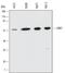 G Protein-Coupled Receptor Kinase 7 antibody, MAB4700, R&D Systems, Western Blot image 