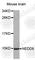 NEDD8 Ubiquitin Like Modifier antibody, A0591, ABclonal Technology, Western Blot image 