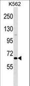 POU Class 2 Homeobox 1 antibody, LS-C203750, Lifespan Biosciences, Western Blot image 