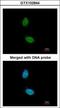 Zinc Finger Protein 134 antibody, GTX102844, GeneTex, Immunocytochemistry image 