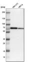 Switching B Cell Complex Subunit SWAP70 antibody, HPA006810, Atlas Antibodies, Western Blot image 