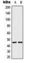 Mitogen-Activated Protein Kinase Kinase 2 antibody, LS-C354067, Lifespan Biosciences, Western Blot image 