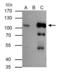 B-Raf Proto-Oncogene, Serine/Threonine Kinase antibody, GTX100913, GeneTex, Immunoprecipitation image 