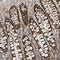 Transmembrane BAX Inhibitor Motif Containing 1 antibody, NBP1-81310, Novus Biologicals, Immunohistochemistry frozen image 