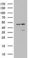 Death Associated Protein 3 antibody, M05131, Boster Biological Technology, Western Blot image 