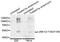 Mitogen-Activated Protein Kinase 8 antibody, STJ110836, St John