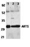 Karyopherin Subunit Beta 1 antibody, orb19255, Biorbyt, Western Blot image 