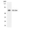 Eukaryotic Translation Initiation Factor 2B Subunit Delta antibody, LS-C291916, Lifespan Biosciences, Western Blot image 