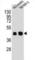 Keratin 80 antibody, abx025963, Abbexa, Western Blot image 