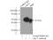 Cell Division Cycle 37 antibody, 10218-1-AP, Proteintech Group, Immunoprecipitation image 